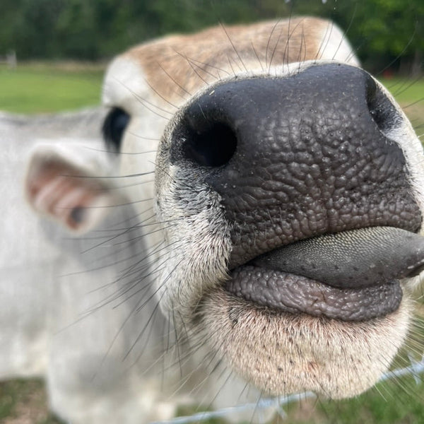 Nath Alignment INO Mela 2026