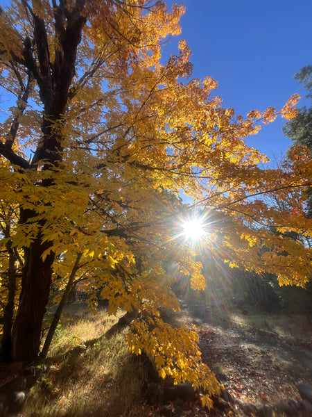 LAUNCHING SPRING 2026 - Twilight Yoga at Breitenbush Hotsprings